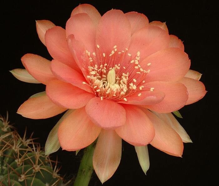 Lobivia cardenasiana flower