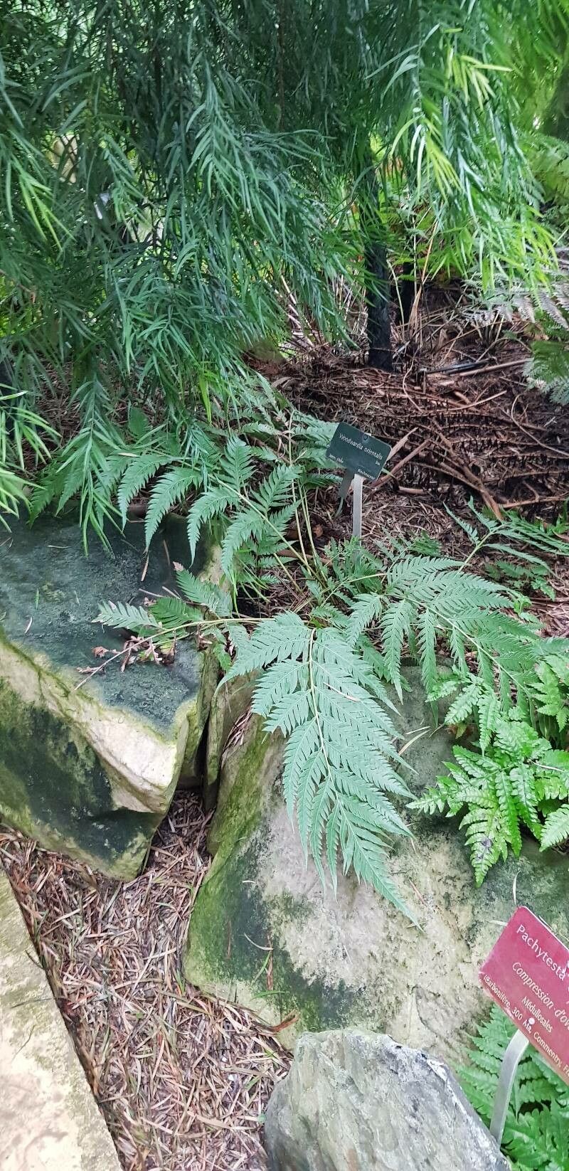 Woodwardia orientalis habit