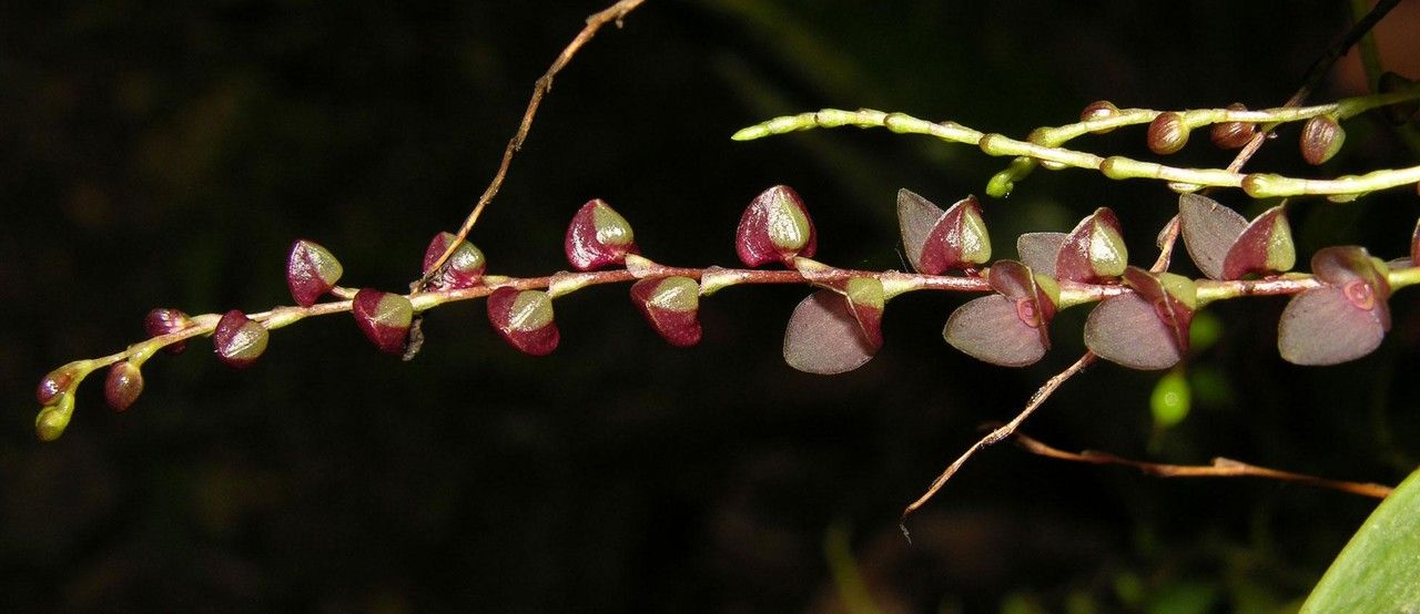 Stelis lankesteri fruit