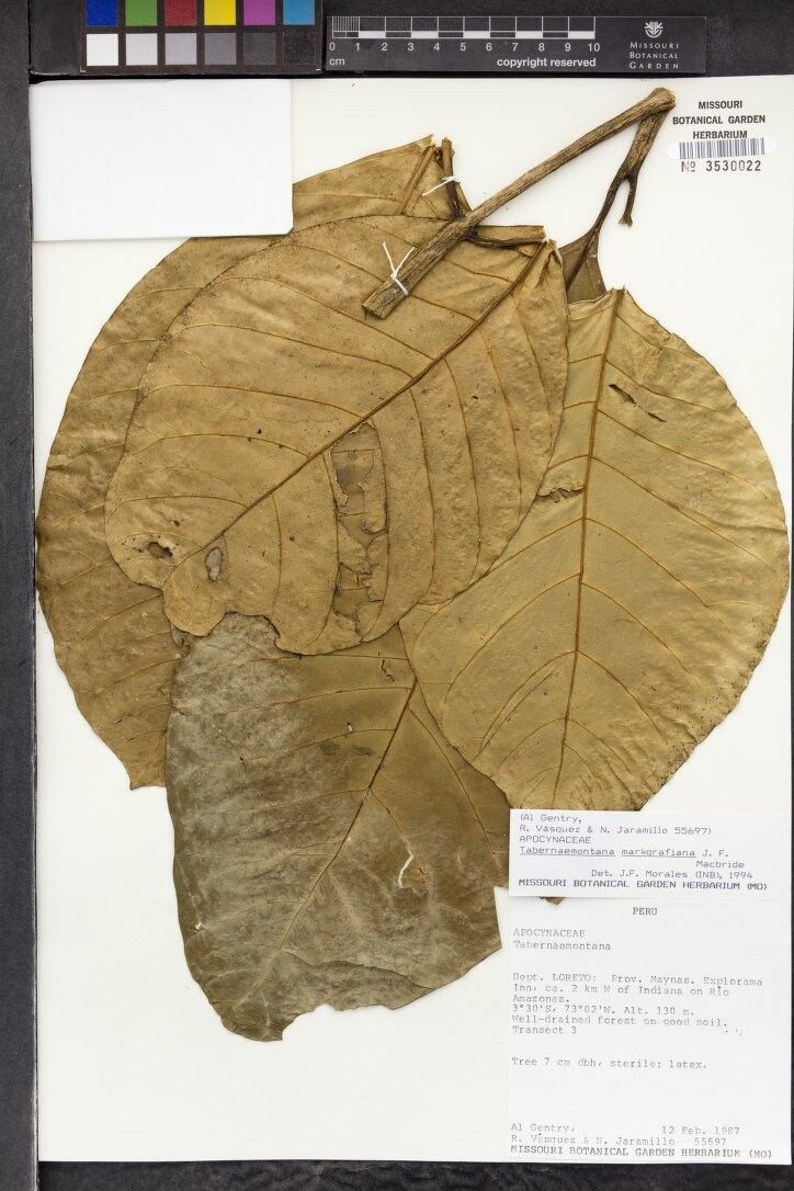 Tabernaemontana markgrafiana — search result for 'Tabernaemontana'