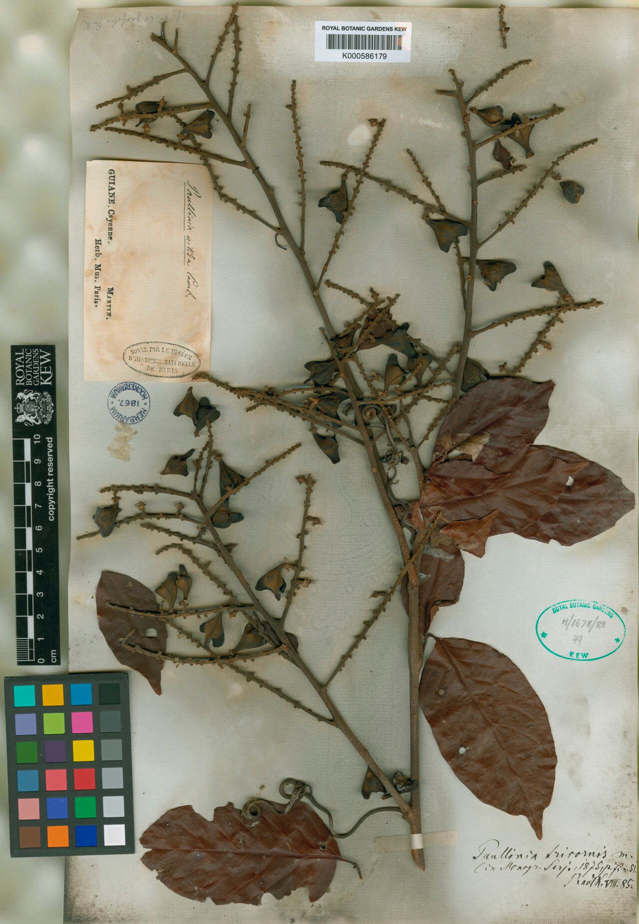 Paullinia tricornis leaf