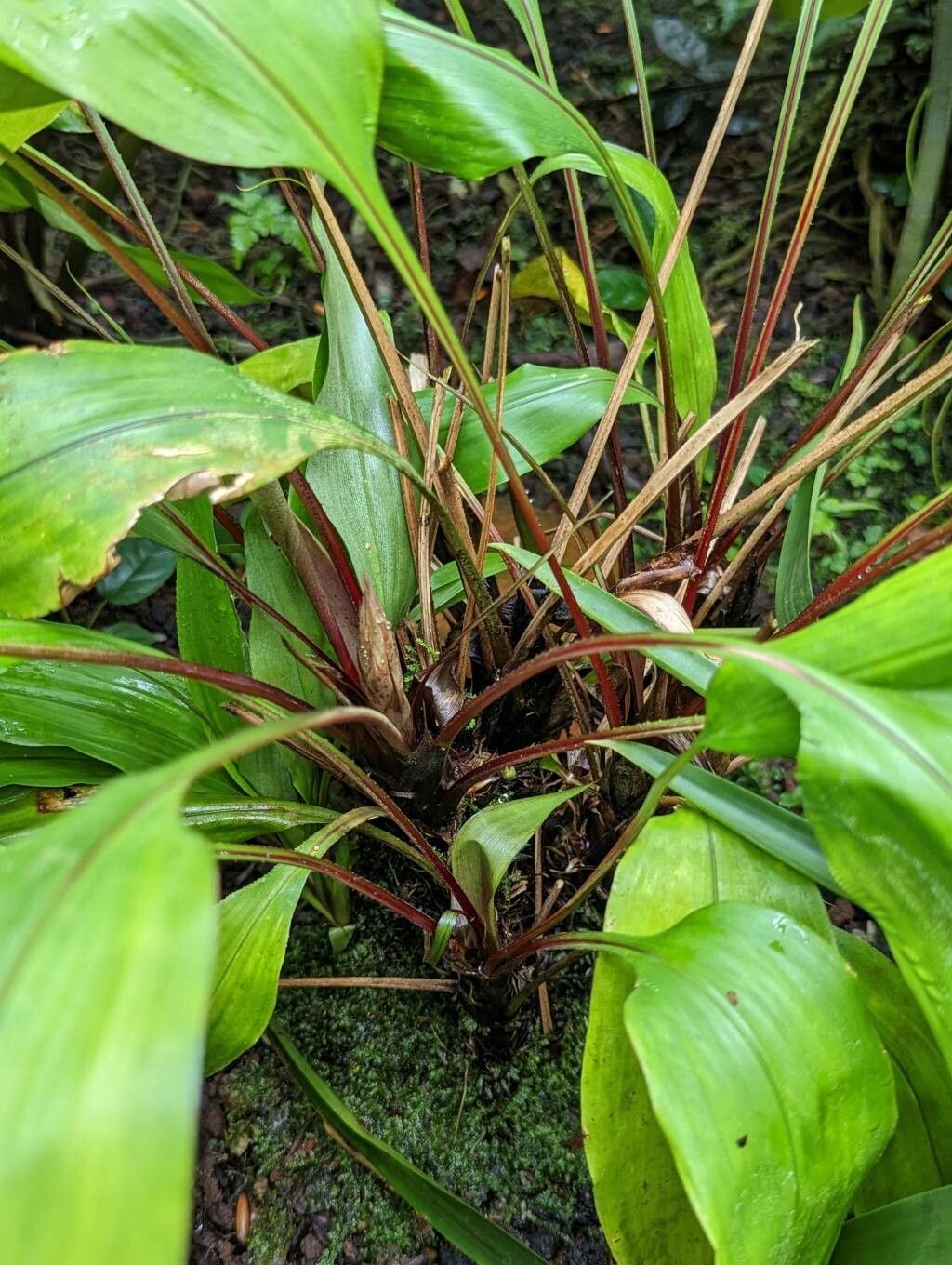Pitcairnia sprucei bark