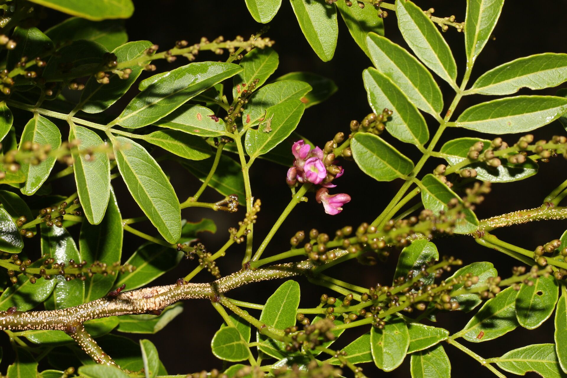 Lonchocarpus lanceolatus flower