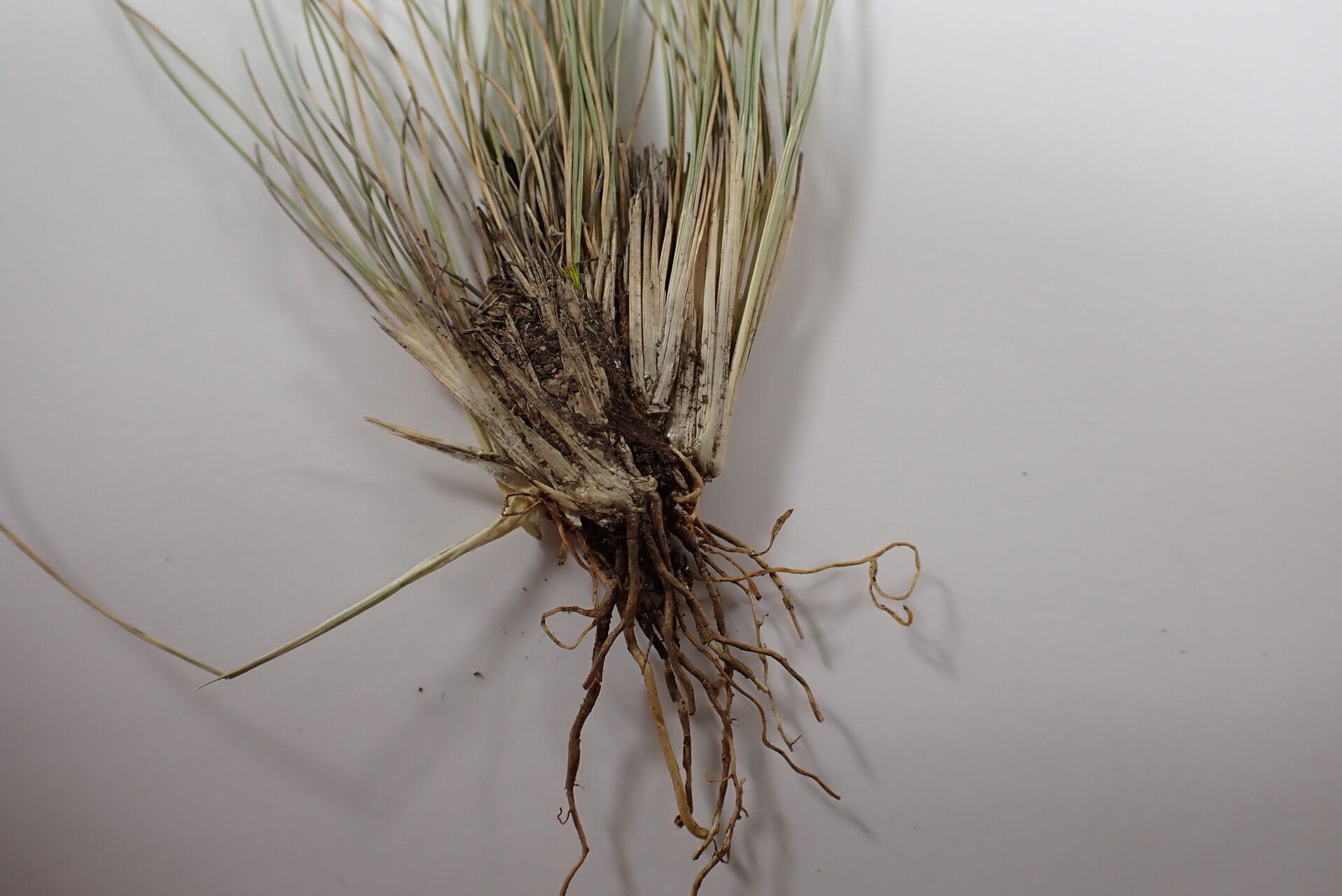 Ptilagrostis yadongensis bark