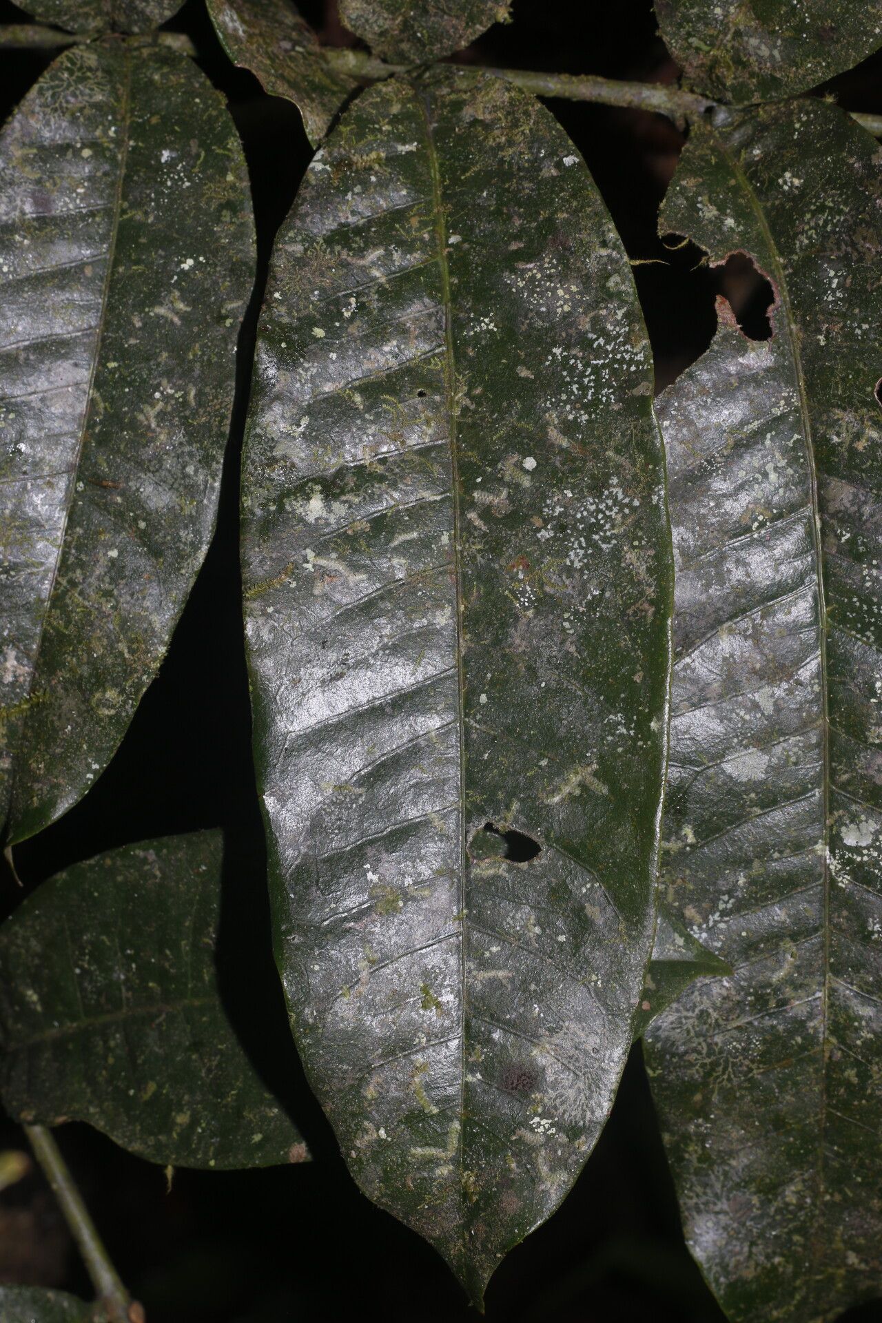 Alfaroa manningii bark