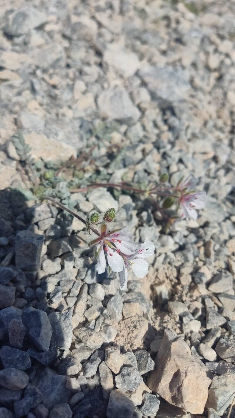 Erodium astragaloides — related species from the same genus