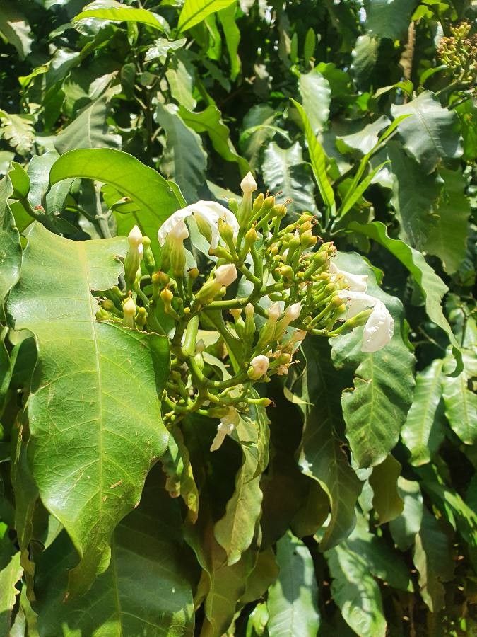 Tabernaemontana stapfiana flower