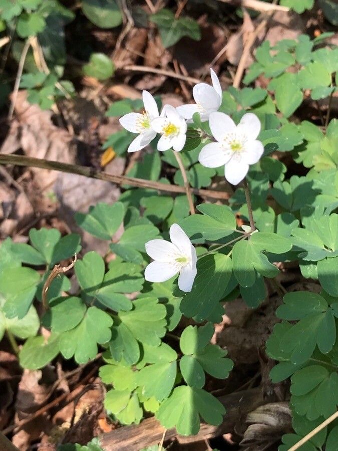 Isopyrum thalictroides flower