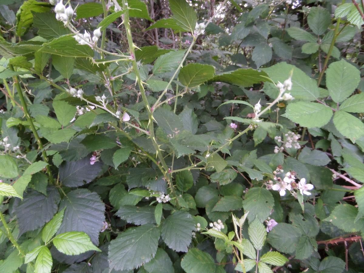 Rubus questieri flower