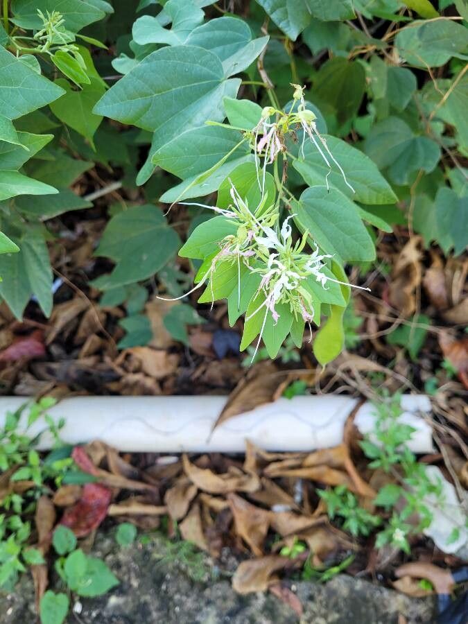 Bauhinia divaricata — search result for 'Panama'