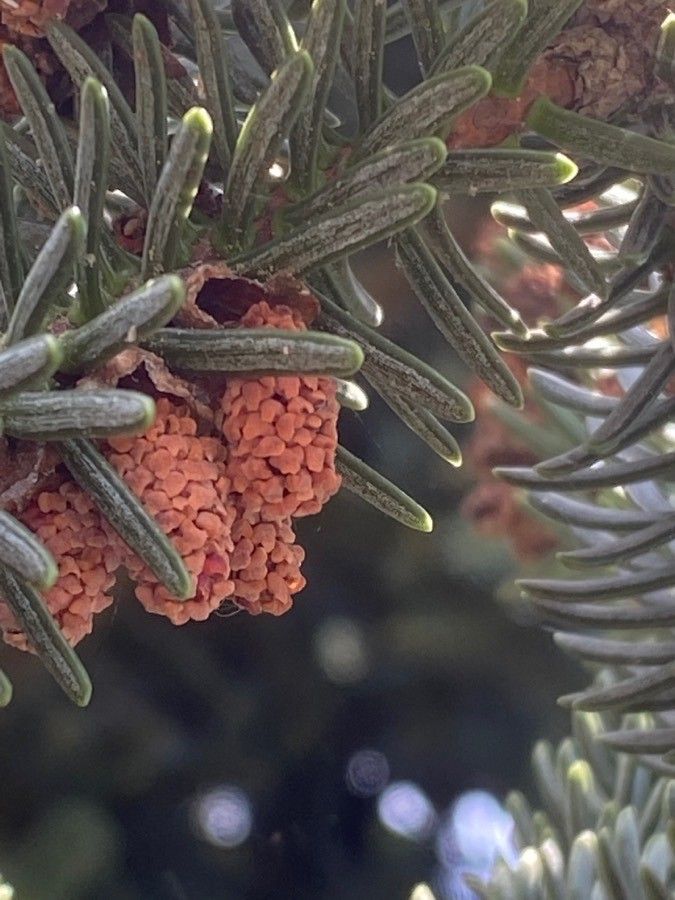 Abies numidica flower