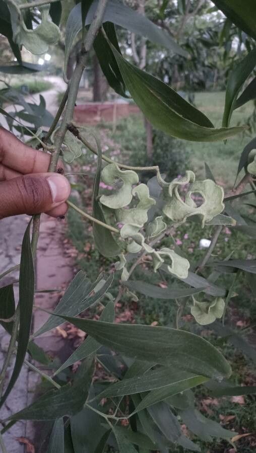 Acacia auriculiformis other