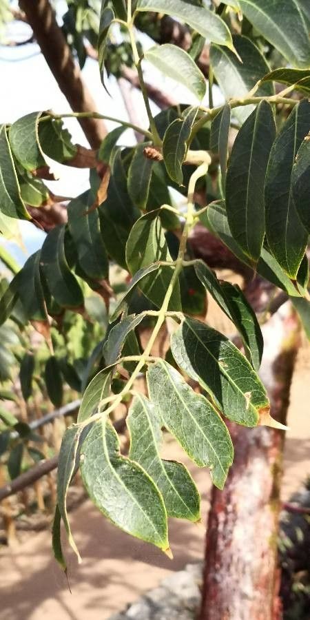 Bursera simaruba leaf