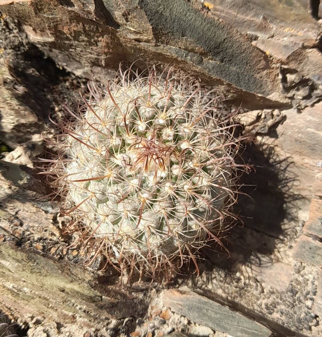 Parodia horrida habit