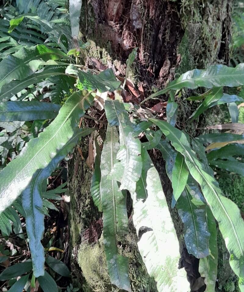 Campyloneurum nitidum habit