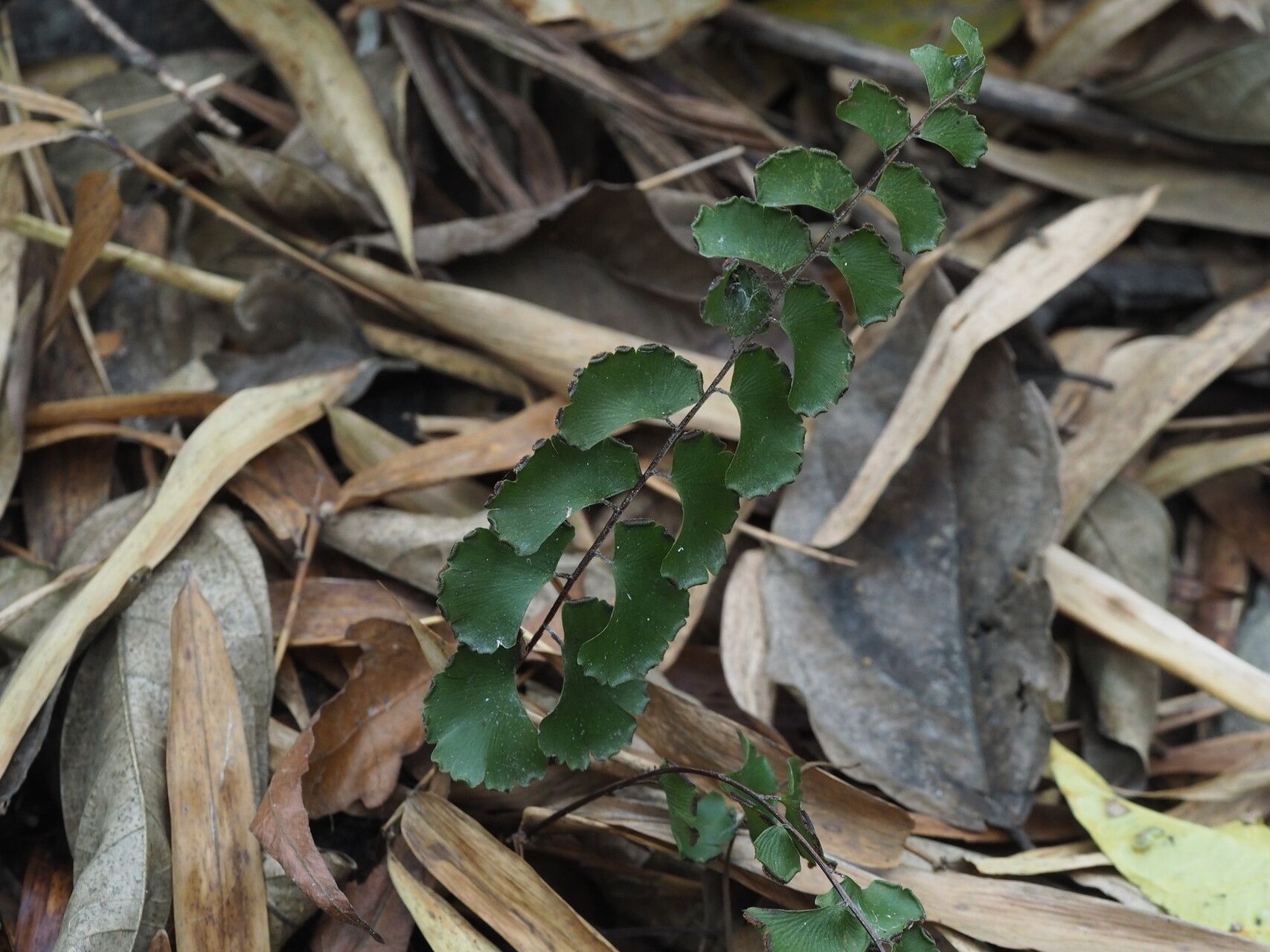 Adiantum soboliferum — houseplant care guide
