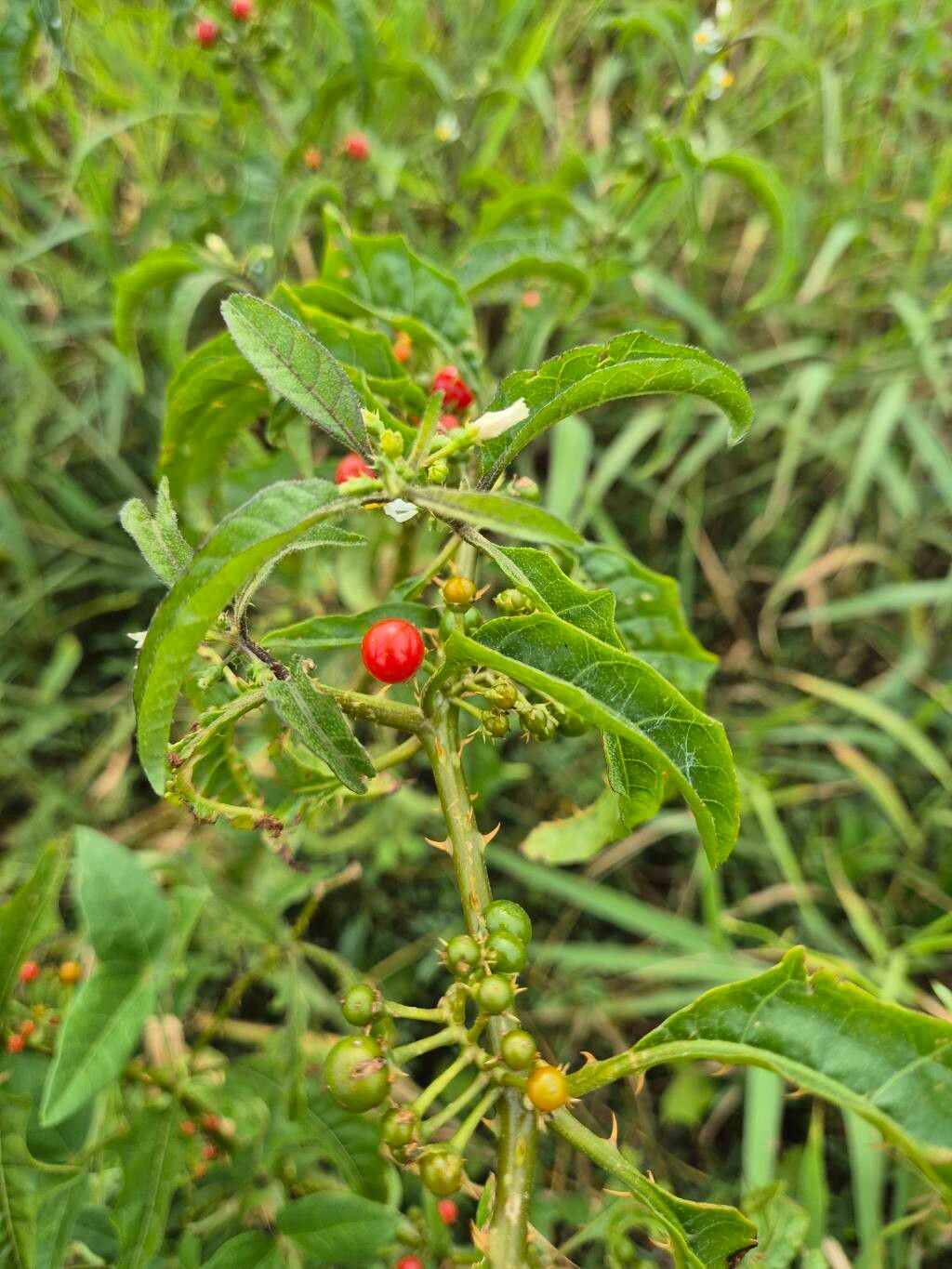 Solanum tampicense — houseplant care guide