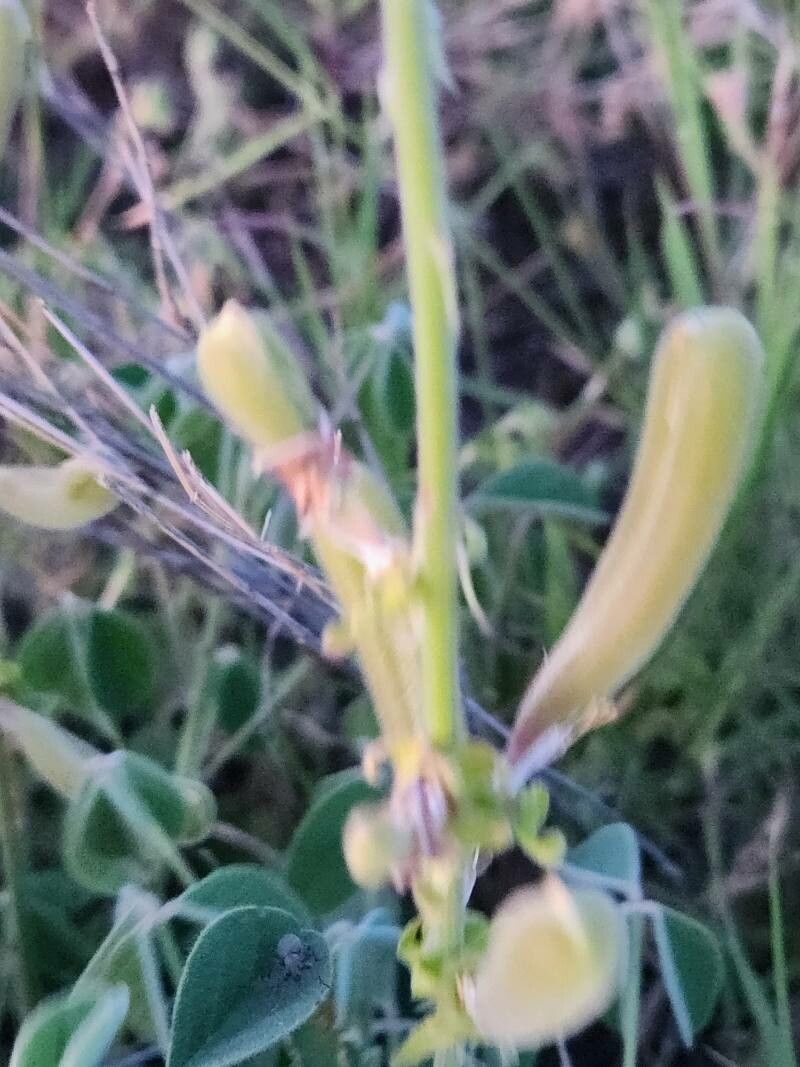 Crotalaria goodiiformis fruit