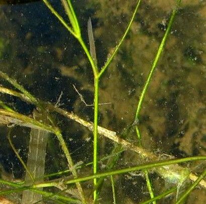 Potamogeton trichoides leaf