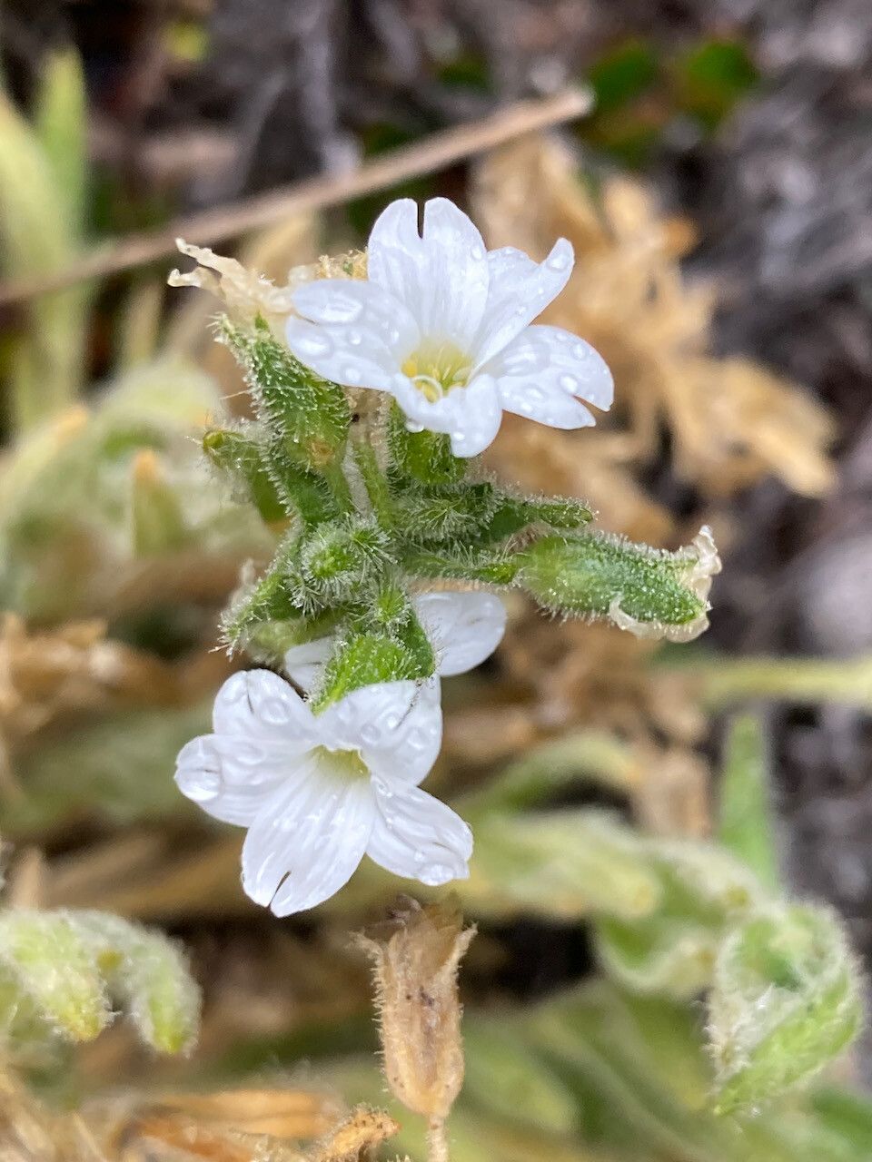 Cerastium kunthii flower