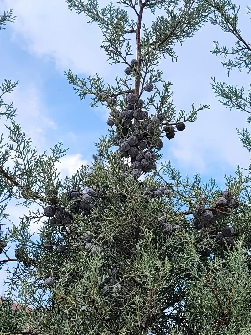 Hesperocyparis lusitanica fruit
