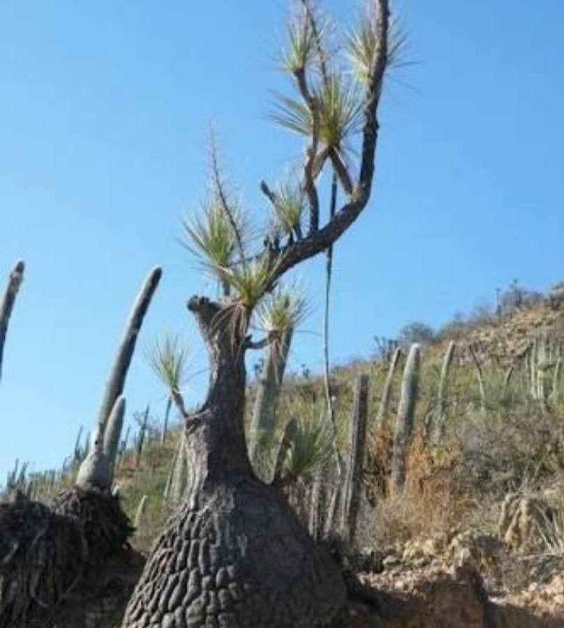 Beaucarnea gracilis leaf