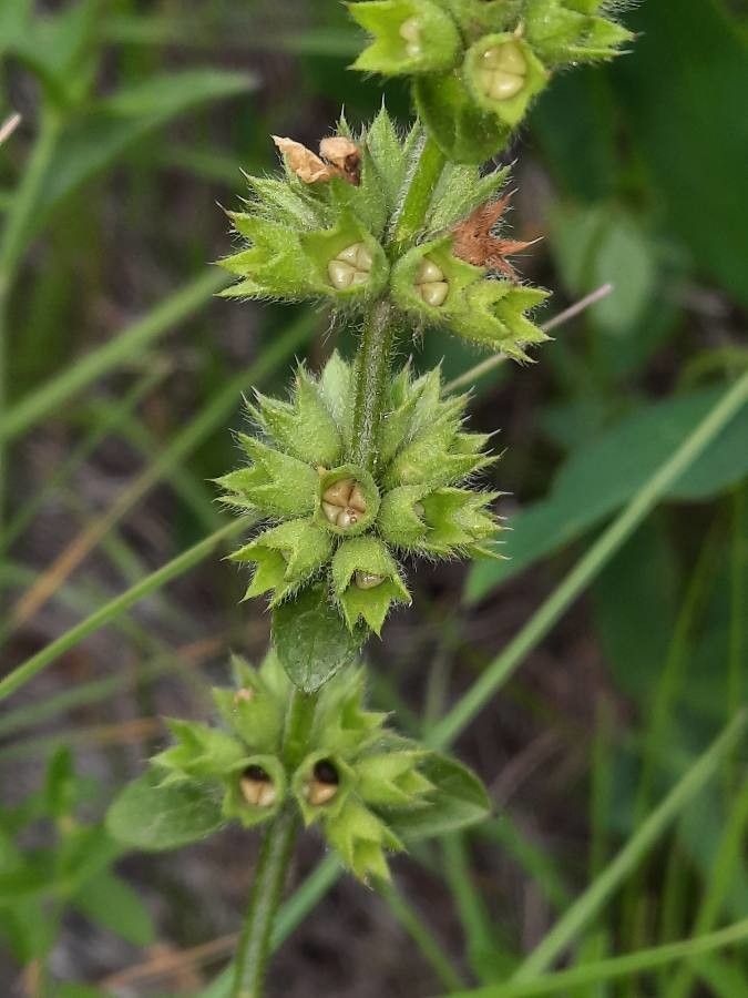 Stachys recta fruit