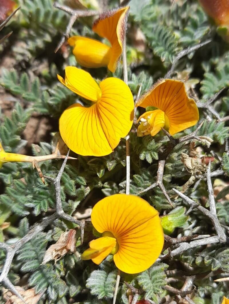 Adesmia minor flower