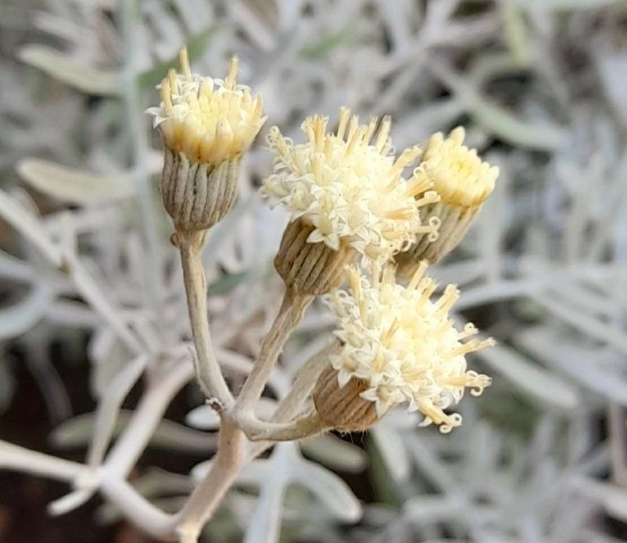 Centaurea cineraria flower