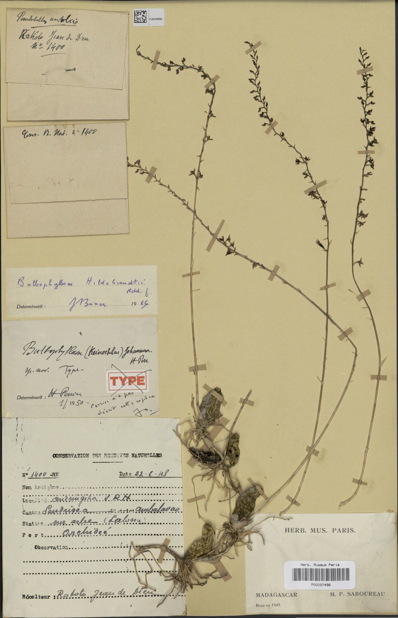Bulbophyllum johannis — houseplant care guide