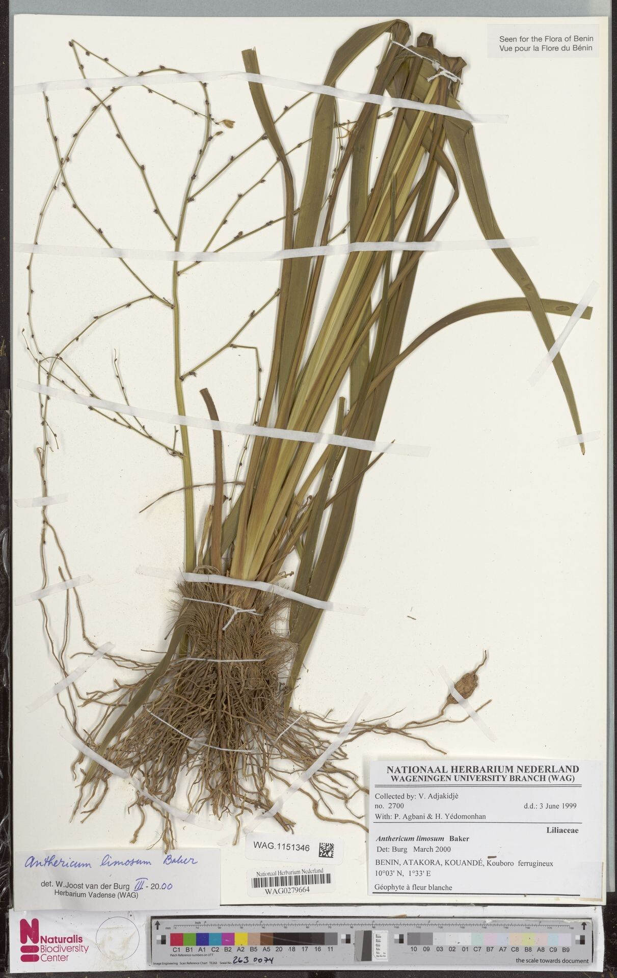 Chlorophytum limosum — search result for 'Chlorophytum'