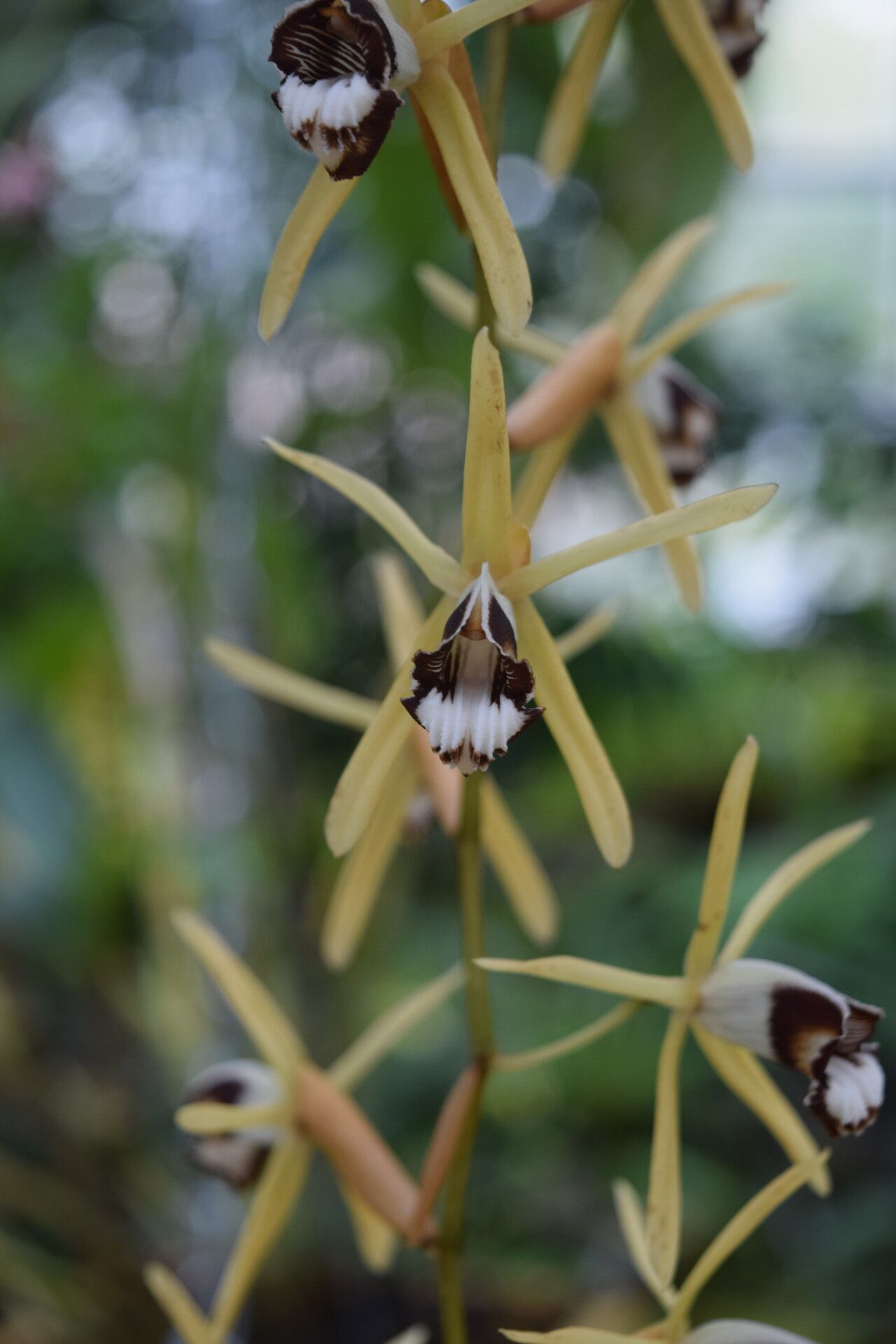 Coelogyne pulverula — houseplant care guide