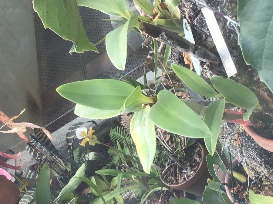 Dendrobium spectabile — houseplant care guide