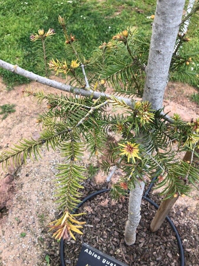Abies guatemalensis — search result for 'El Salvador'