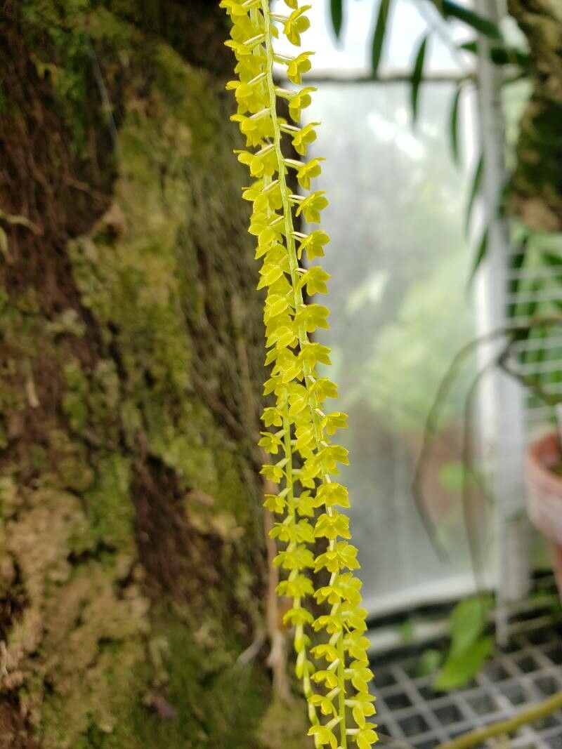 Coelogyne microchila flower