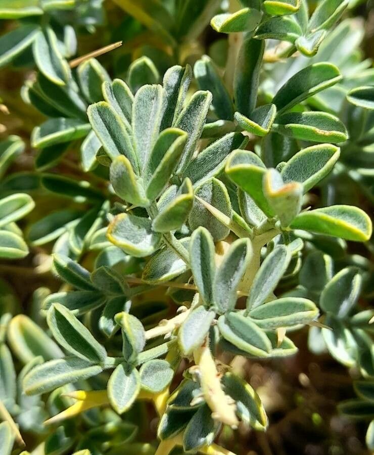 Adesmia aegiceras leaf