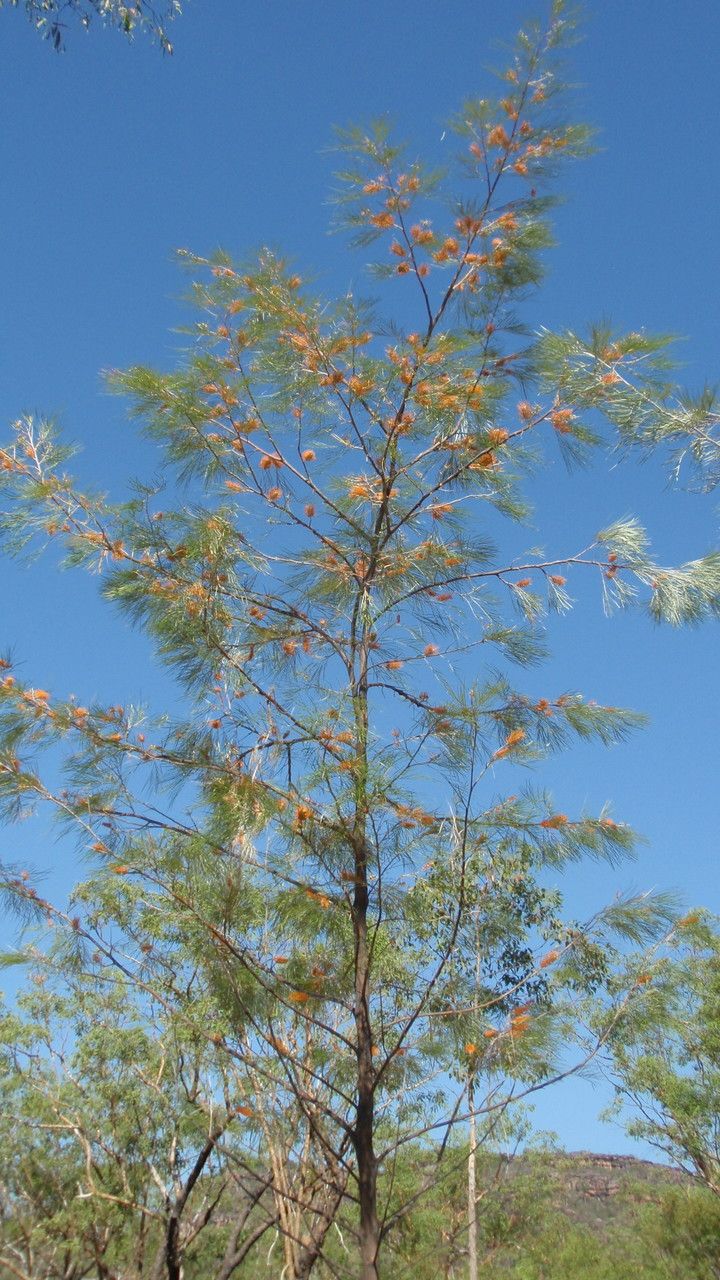 Grevillea pteridifolia habit