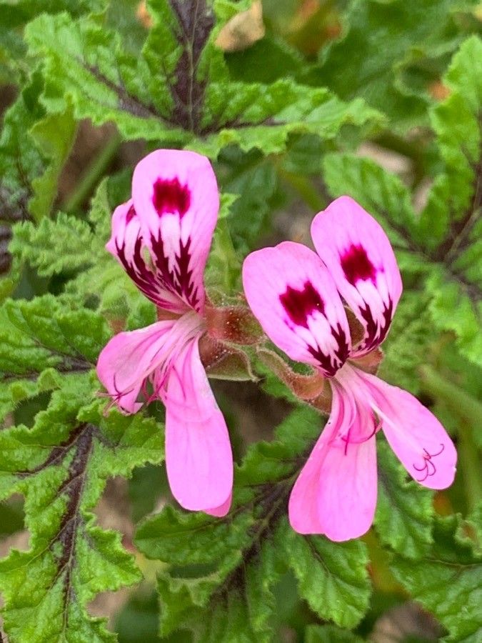 Pelargonium quercifolium flower
