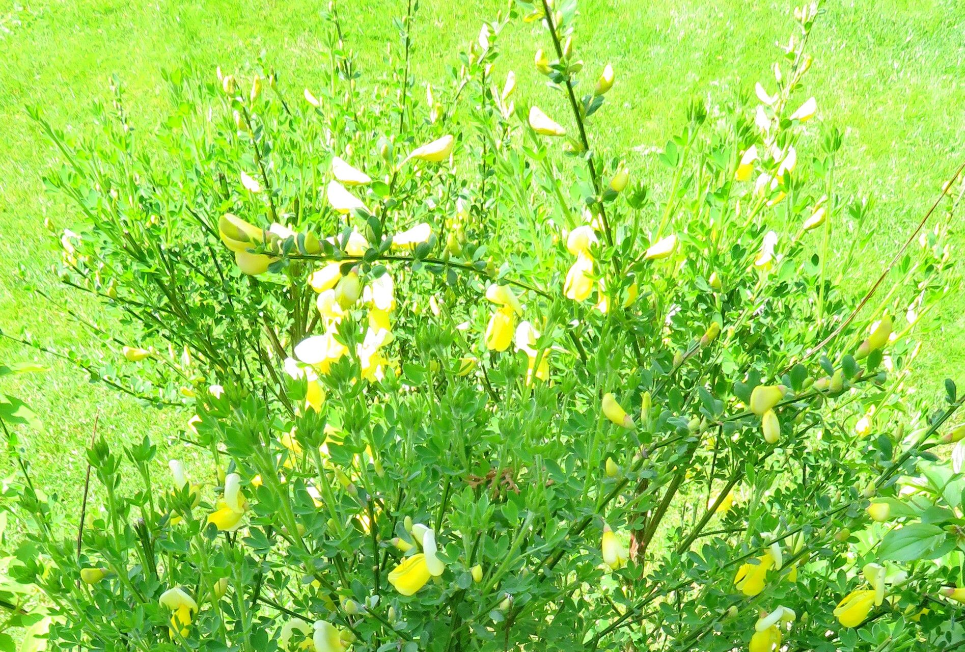 Cytisus grandiflorus habit