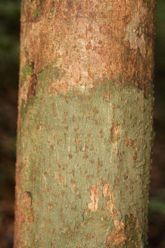 Gustavia hexapetala bark