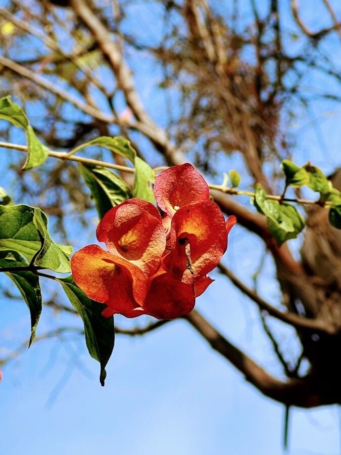 Holmskioldia sanguinea flower