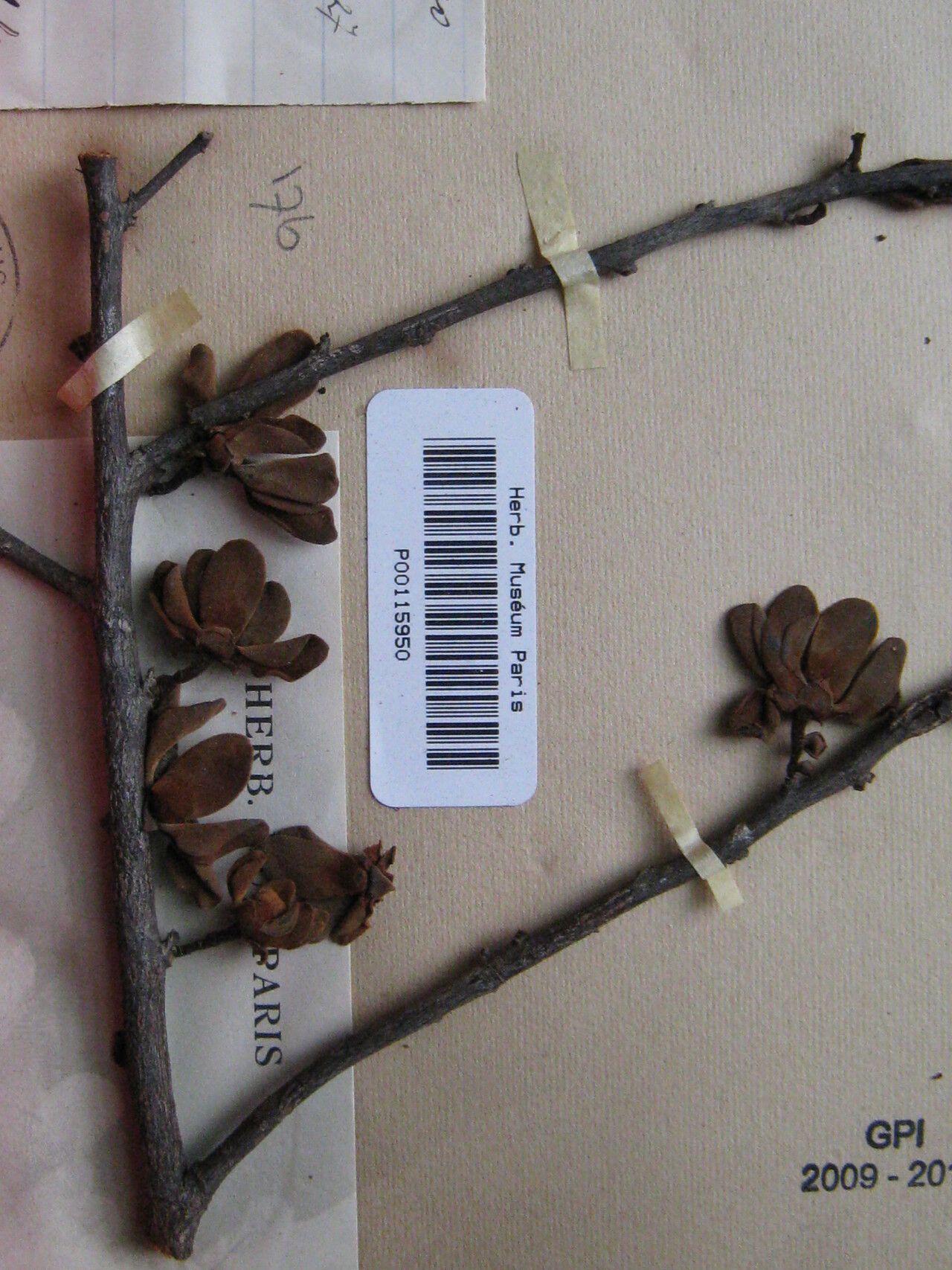 Guatteria citriodora other