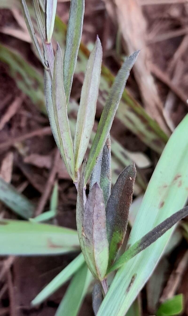 Polygala molluginifolia leaf