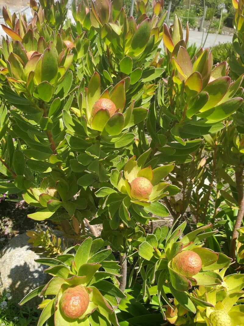 Leucadendron strobilinum leaf