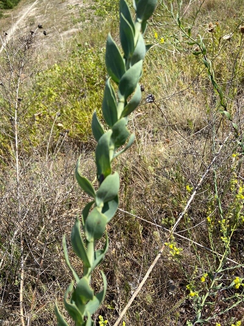 Linaria genistifolia bark