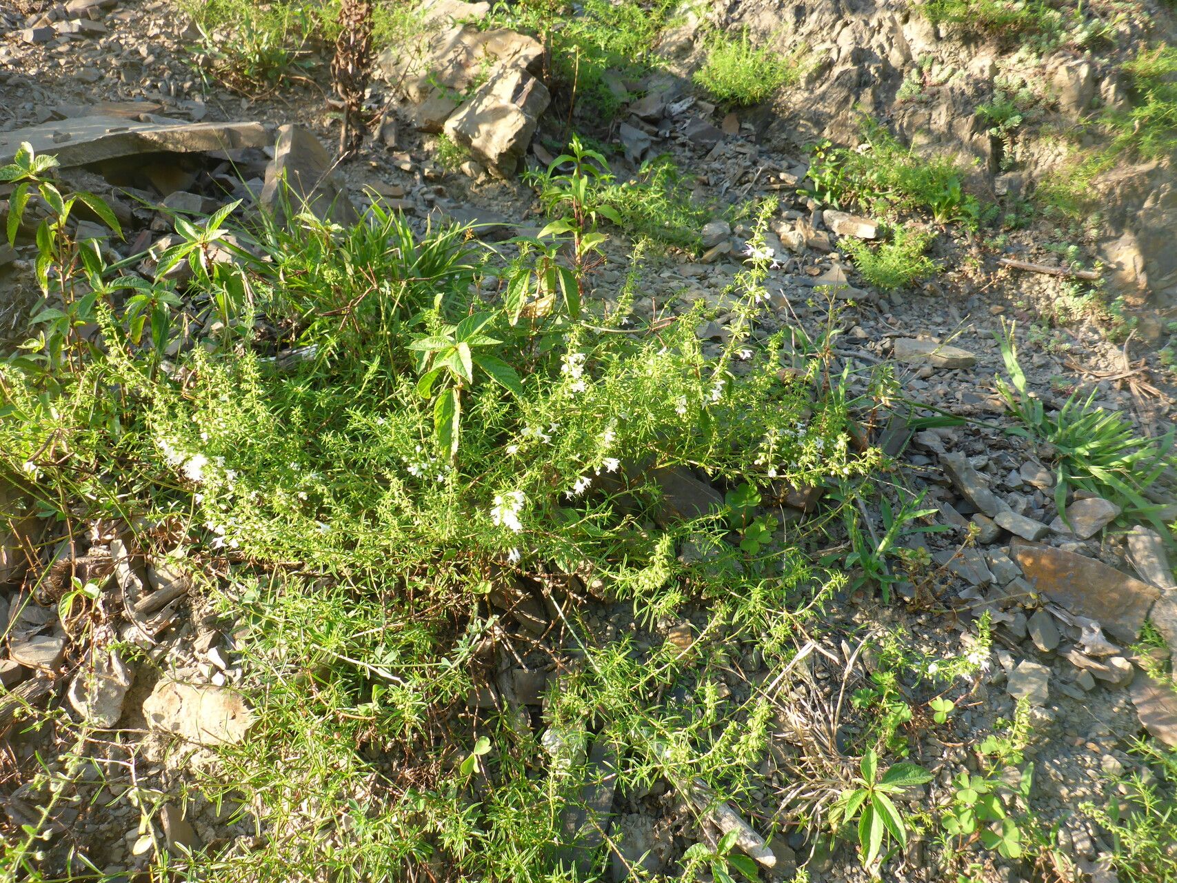 Satureja intermedia habit