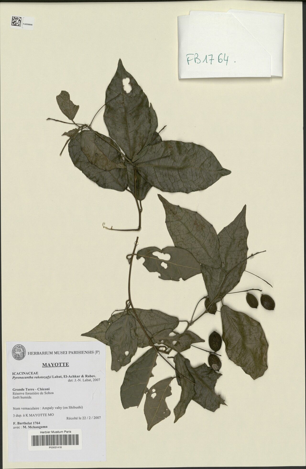 Pyrenacantha rakotozafyi — houseplant care guide