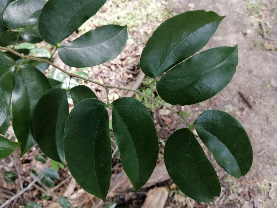 Hymenaea courbaril leaf