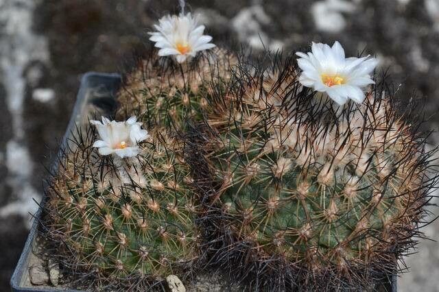 Turbinicarpus saueri flower