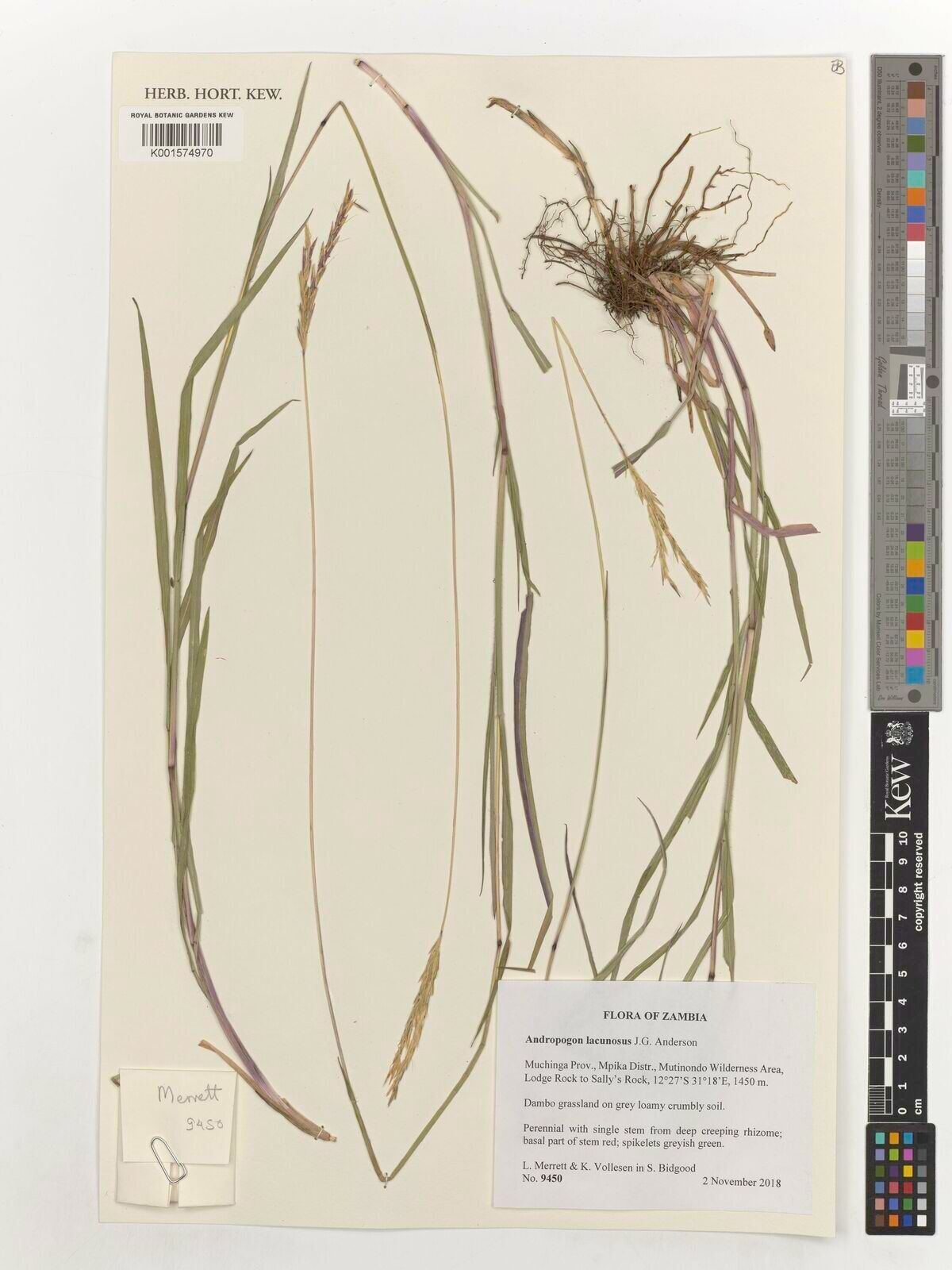 Andropogon lacunosus — search result for 'Andropogon'